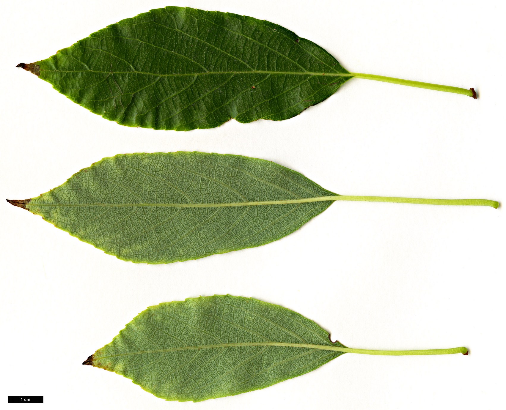 High resolution image: Family: Actinidiaceae - Genus: Actinidia - Taxon: chrysantha